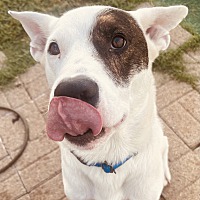 adopt a pet