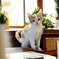 adopt a pet