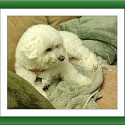 Thumbnail photo of Adopted!! Casper - VA #2
