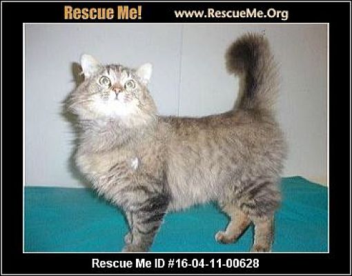 Madison Tn Maine Coon Meet Desmond Munchkin A Pet For Adoption