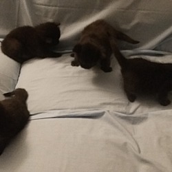 Thumbnail photo of Four tiny black kittens #2
