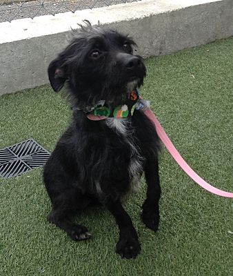 Schnauzer terrier mix sales black