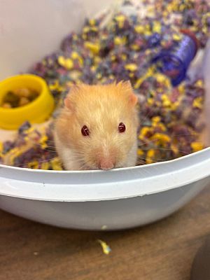 Lloydminster, AB - Hamster. Meet Hubba a Pet for Adoption - AdoptaPet.com
