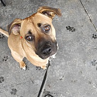 adopt a pet
