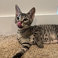 adopt a pet