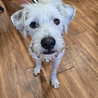 adopt-pet
