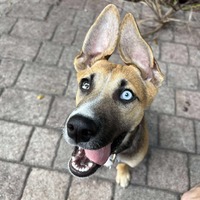 adopt a pet