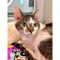 adopt-pet
