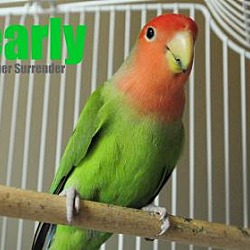 Thumbnail photo of Pearly #1