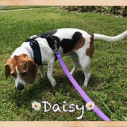 Thumbnail photo of Daisy #4