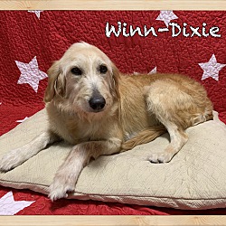 Photo of Winn-Dixie