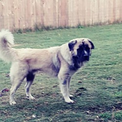 Photo of Loky