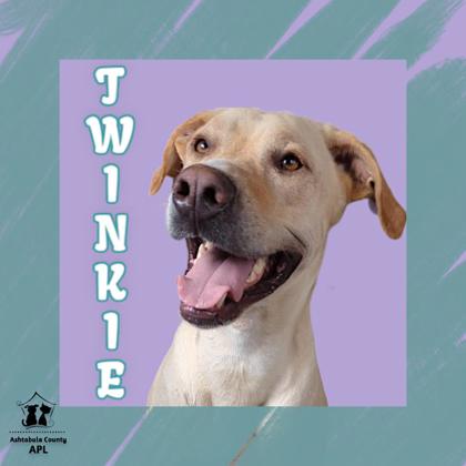 Thumbnail photo of Twinkie #1