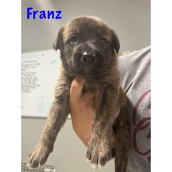 Photo of Franz