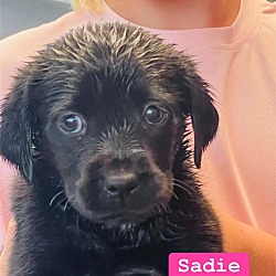 Thumbnail photo of Sadie #1