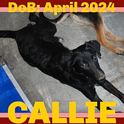 Thumbnail photo of CALLIE #1