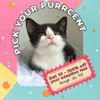 adopt a pet