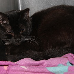 Thumbnail photo of Midnight (Spayed/Combo Tested) #3