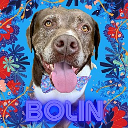 Photo of Bolin