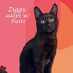 Thumbnail photo of ZIGGY (adopt w/Patti) #1