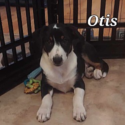 Thumbnail photo of LLP Richmond : Otis #3