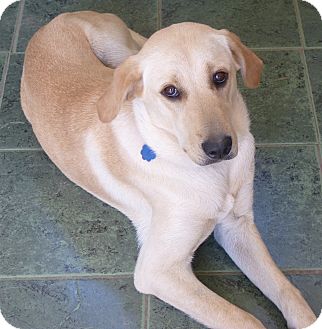 foxhound yellow lab mix