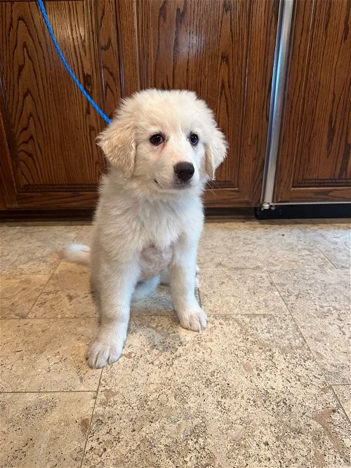 Adopt Gwynn a White Great Pyrenees / Mixed dog in San Antonio, TX