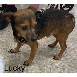 Thumbnail photo of Lucky #11 #1