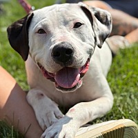 adopt a pet