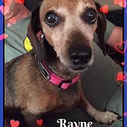 Thumbnail photo of Rayne #4