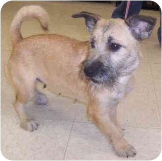 Kansas City Mo Border Terrier Meet Kamilla A Pet For