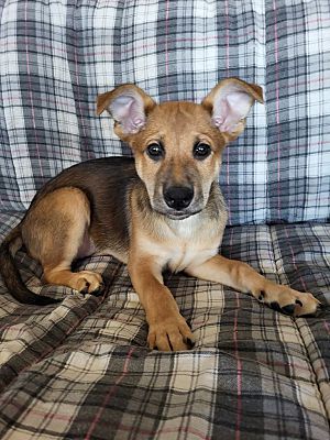 terrier german shepherd mix puppy