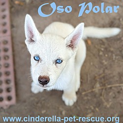 Thumbnail photo of Oso Polar #3