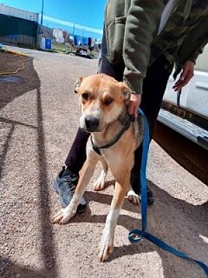 Kingman, AZ - German Shepherd Dog/Husky. Meet Lucas a Pet for Adoption ...