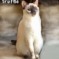 Thumbnail photo of Truffle #2