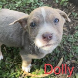 Thumbnail photo of Dolly #4