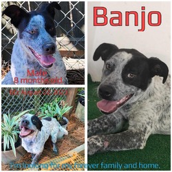 Photo of Banjo