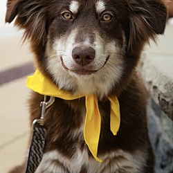 Photo of Panda Paws Padma IN FOSTER & HOUSE TRAINED! GREAT w/KIDS!