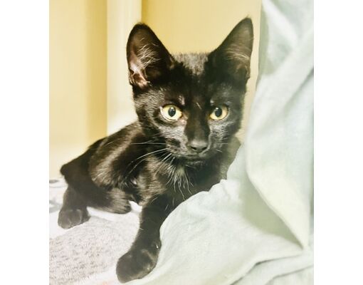 Savannah, GA - Domestic Shorthair/Domestic Mediumhair. Meet Wells Fargo ...