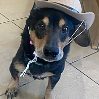 adopt a pet
