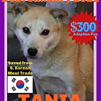 adopt a pet