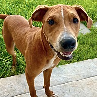 adopt a pet