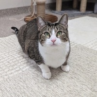 adopt-pet