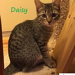 Thumbnail photo of Daisy - Adopted January 2017 #3