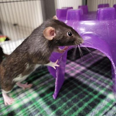 Las Vegas, NV - Rat. Meet SUNSET SHIMMER a Pet for Adoption - AdoptaPet.com