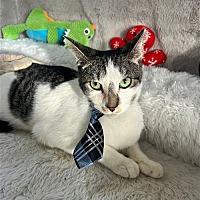 adopt a pet