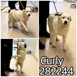 Photo of CURLY