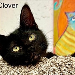 Thumbnail photo of Clover #1