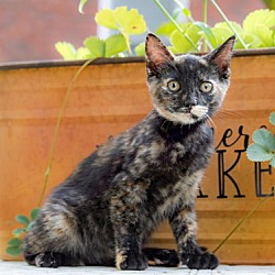 Thumbnail photo of KITTEN BRANDY #4