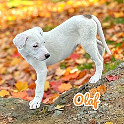 Thumbnail photo of Olaf #2